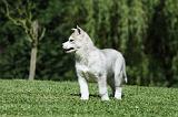 SIBERIAN HUSKY 397